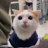 hongvan281206