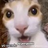 ranitaxdguevarapinela
