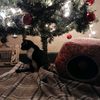 chickencat853