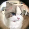 ngchaan_08