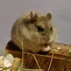 hamster._.wafel