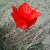 saleemzaibb