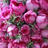 maya.subedi