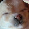 lillytheminimutt
