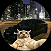 enzo_curt