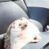 tinyhedgeh0g