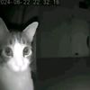 nyamlings