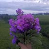 sohel.rana4646