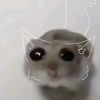 ragdollcat_official