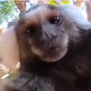 mrmonkey420911