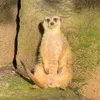 dumzz_5