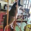 vn.anh.hong14