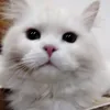 lolita_toy