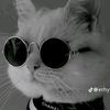 abdullah____choudry786