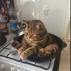 benjitkubfr