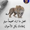 omomohamad472