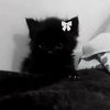 donya_775