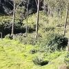 reneniltonpanduro