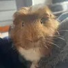 archietheguineapig20162