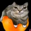 cat_on_orange893