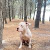 terry_pitbull20