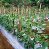 petanicaberawit13