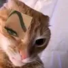 trnnht383