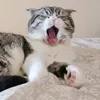 chavee.cat