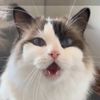 catcute623