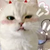 hnhphan81