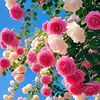 m.shahzad.ahmed0