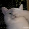 siapake_ya4