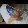 cat2767788407151