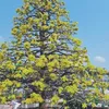 minhnguyen4031