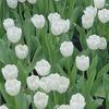 tulip8266