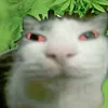 capz666
