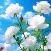 user5986162025811