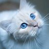 will.you.meow.me