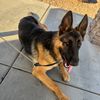 zeusthepup24