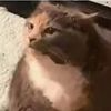cat456_cat