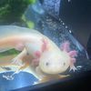 axolotlgerritt