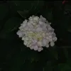 howgpohng