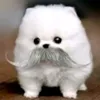 dygiilyiahspjtossss