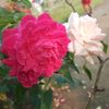 kings_530