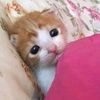 memelogiya__
