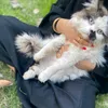 talbaltalb8