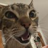 silly_kitty17893