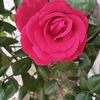 antalyal0720