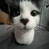 risha_qwerty