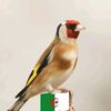 zoubirbl3
